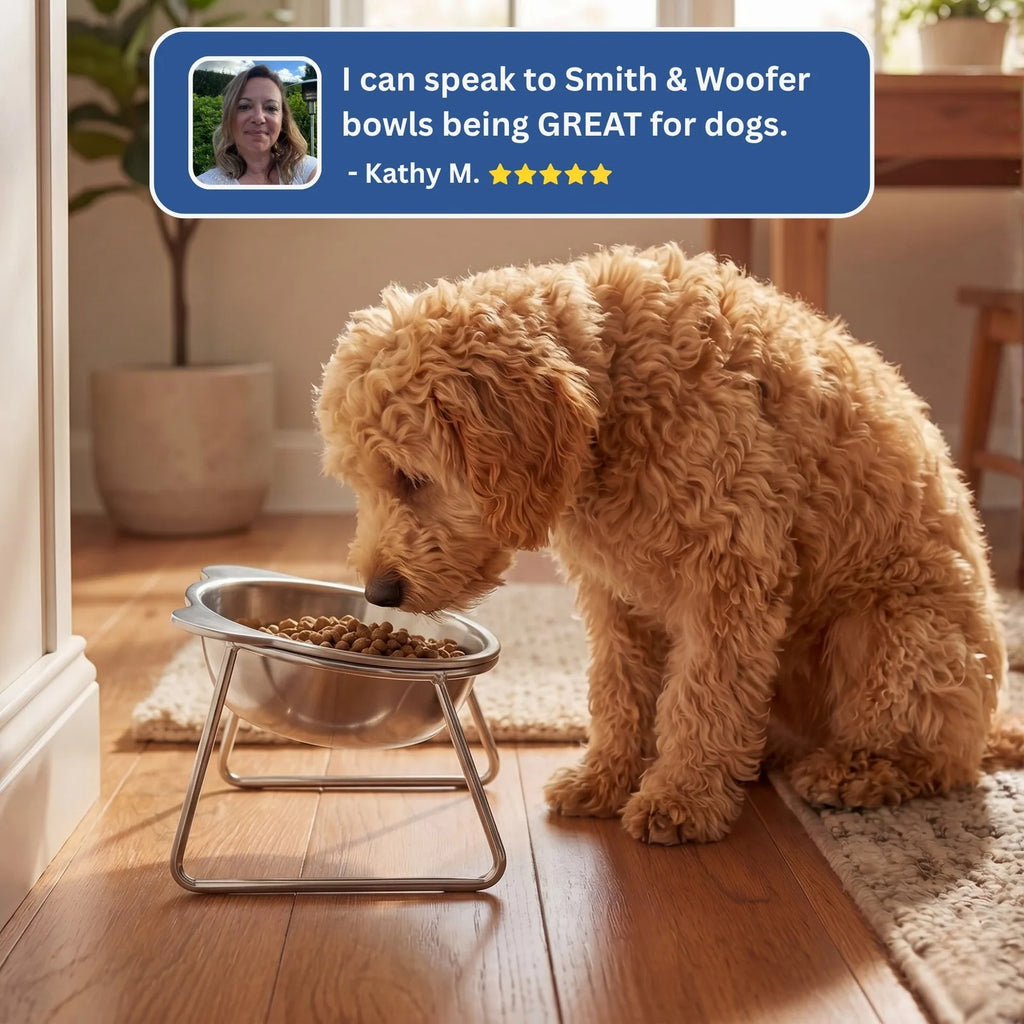 Gamelle Ergonomique Inclinée pour Chien et  Chat